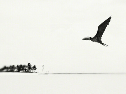 Aves. Courtesy of Galerie Claude Samuel