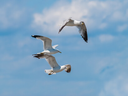 Gaviotas en vuelo