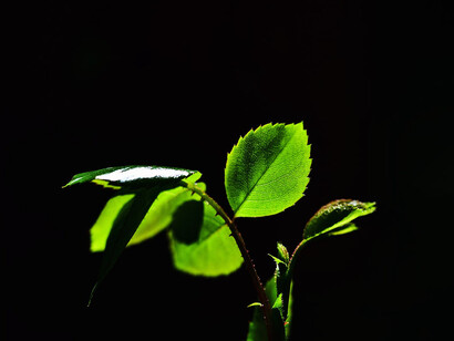 Greenwashing consists for a company to give itself a green and ecological image that does not correspond to reality