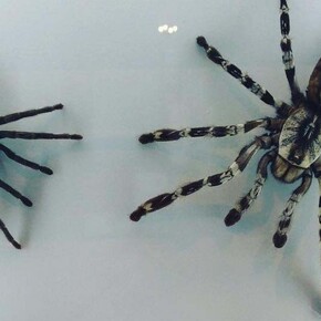 Spiders. Courtesy of ROM