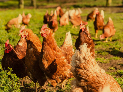 Grupo de gallinas de corral. Uno de los cachorros traía en el hocico una gallina desfallecida