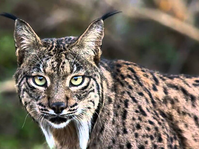 Lince ibérico