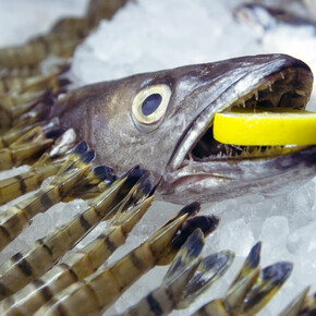 Sam Curtis, Launch event at Sluice Art Fair, Centre for Innovative and Radical Fishmongery, 2013, Image courtesy of the artist