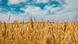 La coltivazione del grano inizia con la scelta del terreno giusto, una semina attenta e il rispetto dei tempi della natura