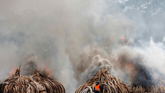 I danni per l'ecosistema conseguenti al bracconaggio degli elefanti