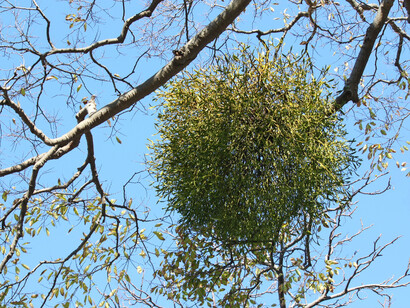 Mistletoe on a tree