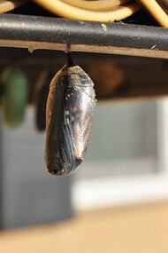Personal growth is a captivating journey akin to the incredible transformation of three pupas into stunning butterflies