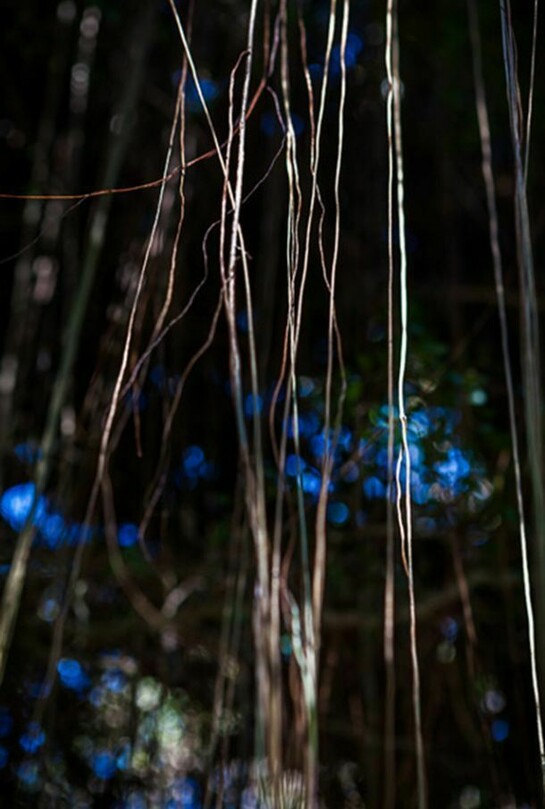 Jungle Road 13-03-28, 2013, Archival pigment print, printed 2014, 33 x 22 inches, edition of 10 © Laurie Lambrecht.