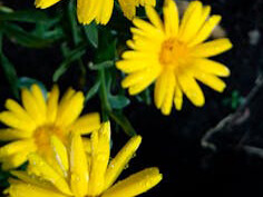 Crisantemo amarillo
