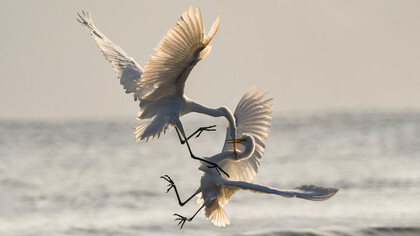 Animals can be interesting models for the study of such complex behaviour