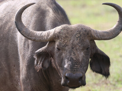 Cape Buffalo, Nairobi National Park, (c) Gehan de Silva Wijeyeratne