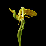 Tim Nighswander, Yellow Tulip. Courtesy of Elisa Contemporary Art Gallery