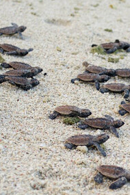 Tartarughe verdi neonate, dette 'hatchiling', corrono libere verso il mare