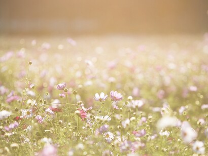 Flowers and green spaces