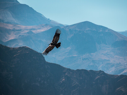 Ejemplar de cóndor andino volando sobre las montañas del Valle de Colca, Arequipa, Perú
