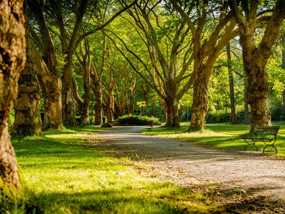 A fresh tree-lined avenue