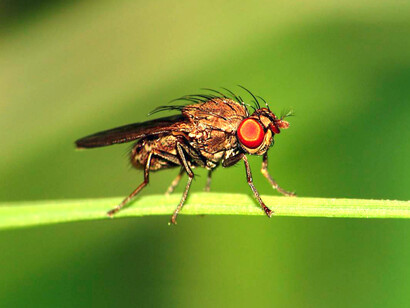 «Drosophila melanogaster»
