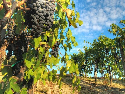 Vitigno Sangiovese​​: "Forse il Sangiovese romagnolo non vestirà mai gli abiti eleganti di un Chianti Classico. Ma c’è verità nel suo bicchiere. C’è potenza, calore, schiettezza"