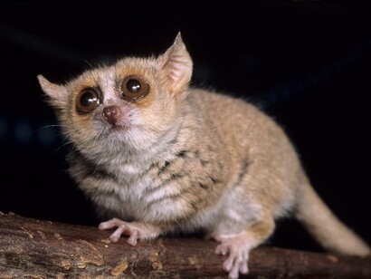 Il microcebo murino: una proscimmia del Madagascar, si alimenta di frutta, fiori e insetti