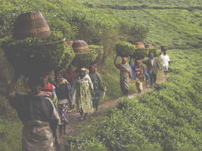 Tea plantations involve a fairly intense exploitation of the territory