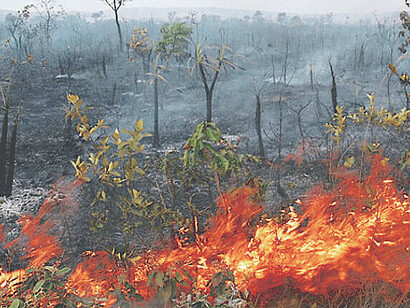As frequentes queimadas na Amazônia têm impactos devastadores na fauna, resultando em deslocamentos forçados e ameaças à sobrevivência de diversas espécies