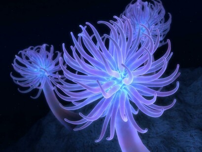 Aurelia Anemone. Phylum Cnidaria