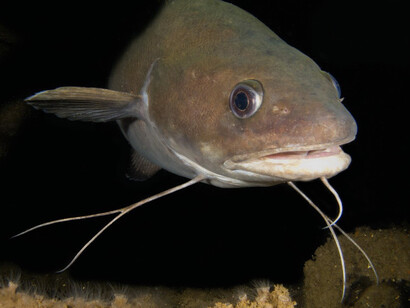 Ciclostomi musdea