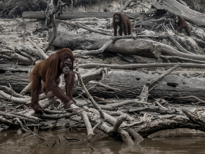 Ejemplo de la dstrucción de los hábitats naturales por la explotación humana