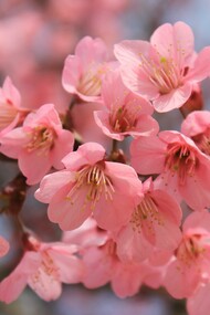 Ciliegio in fiore