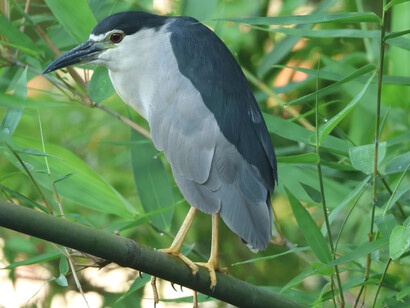 Black-crowned Night-heron © Gehan de Silva Wijeyeratne