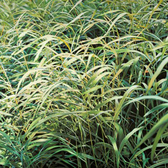 Franz Gertsch. It feels like it paints itself. Courtesy of Museum Franz Gertsch