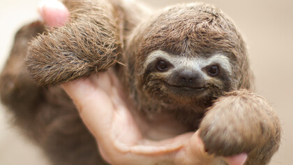 A little Sloth