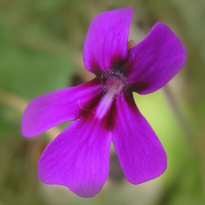 Violeta de barranca. Son profundamente simbólicas las flores