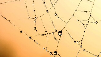 Network