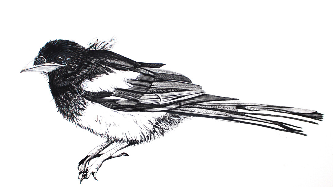 Young Magpie, Medium: Egg tempera on paper, Size:20cm High x 37cm Wide, Year 2015/2016
