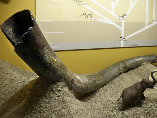 Palaeontology, exhibition view. Courtesy of National Museum Bloemfontein