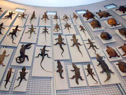 El Real Gabinete de Historia Natural. Courtesy of Museo Nacional de Ciencias Naturales