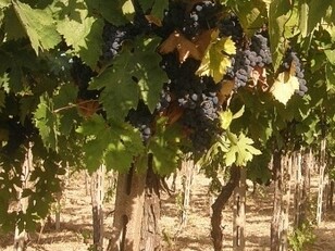La sua gradazione alcolica oscilla generalmente tra i 12,5% e i 14%, garantendo buona struttura senza perdere freschezza