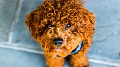 Bubo, amatissimo barboncino ramato