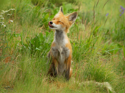 Rewilding is about letting the ecosystem recover and ourselves to recover from the environmental pressure we are now under