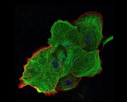 Field Works. Courtesy of Berlin Blue 