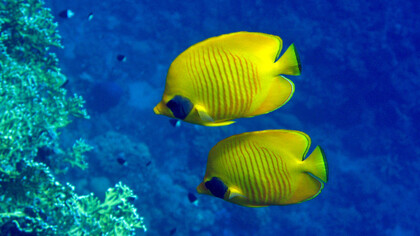 Pesce-farfalla mascherato. Egitto, Mar Rosso 