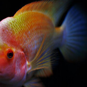 Acquario del Museo. Courtesy of Museo di Storia Naturale