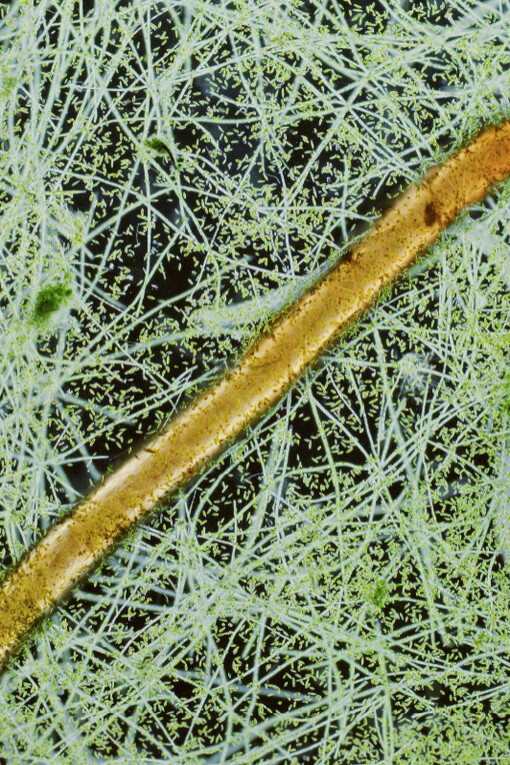 Navigating Polarities. Courtesy of Nome