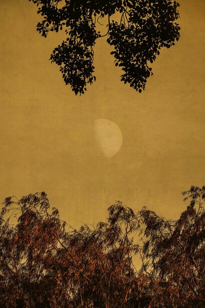 Ilaria Sagaria, Luna (detail), 2025. Courtesy of Maja Arte Contemporanea 