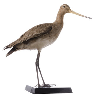 Birds. Courtesy of Tadas Ivanauskas Zoological Museum