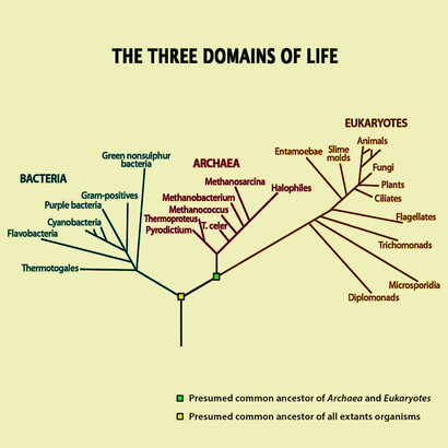 Representation of the tree of life, showing the three main domains. In the modern literature, there are discussions on whether the tree of life would really have three, or rather two branches.