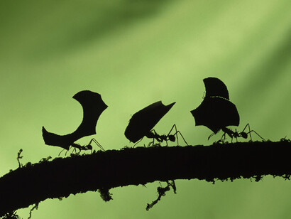 Un grupo de hormigas avanza por una rama