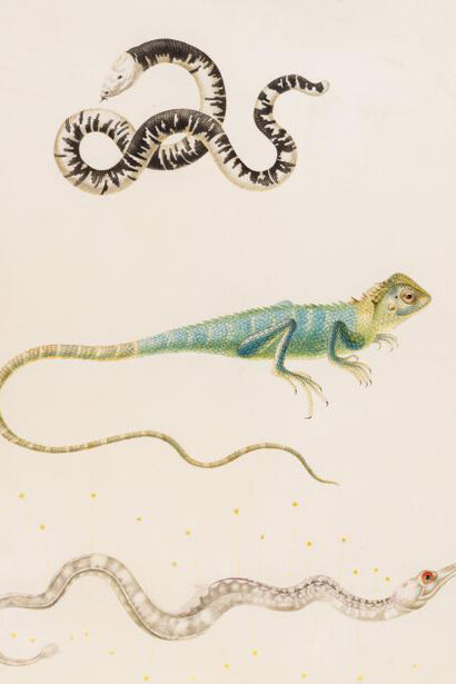 Maria Sibylla Merian. Courtesy of Museum Städel