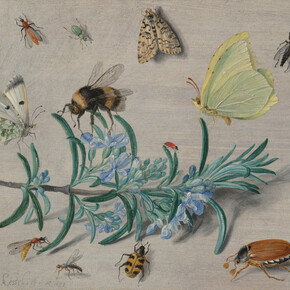 Jan van Kessel the Elder, Insects and a sprig of Rosemary, 1653. Courtesy of National Gallery of Art